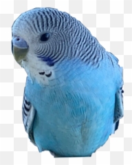 Bird Budgie Parakeet Ikura Budgielove - Emoji
