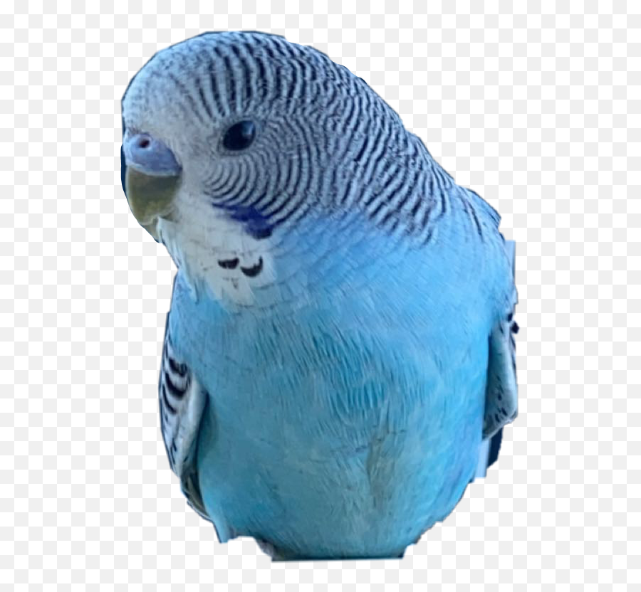 Bird Budgie Parakeet Ikura Budgielove - Budgie Emoji,Parakeet Emoji