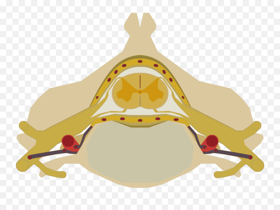 Spinal Cord Direv - Medula Spinalis Png Emoji,Lab Emoji