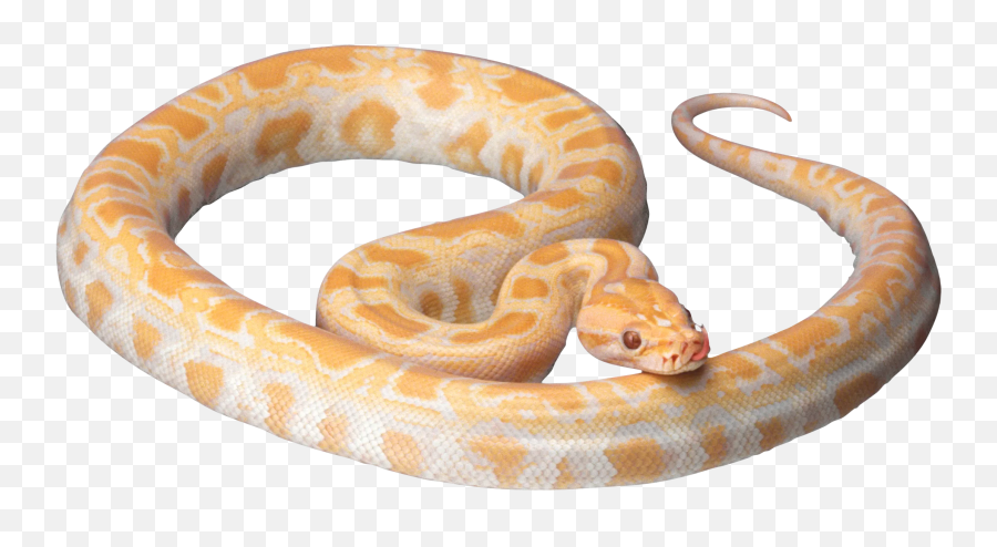 Snake Tongue Emoji - Transparent Snake,Emoji Snake Real