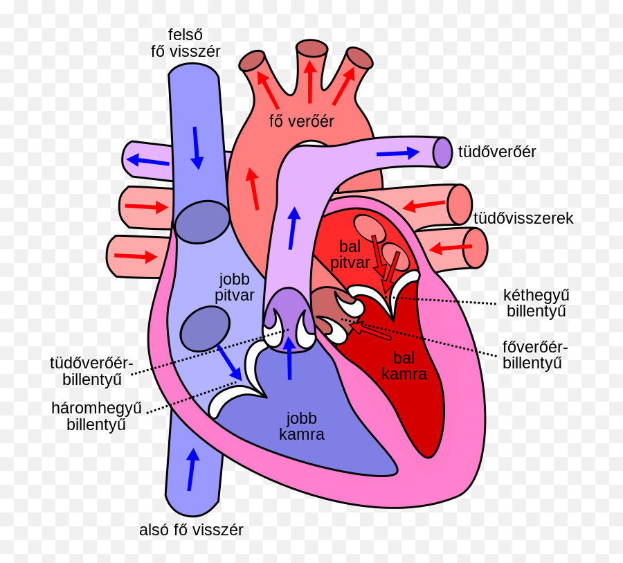 Diagram Of The Human Heart Hu - Diagram Of The Heart Emoji,Heart Made From Emojis
