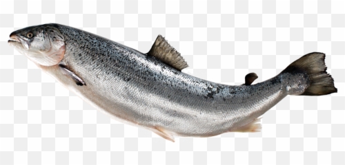 Download Hd Fish Transparent Images Pluspng - Salmon Png Salmon Fish Png Emoji,Salmon Emoji