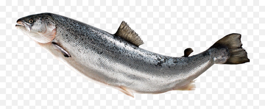 Download Hd Fish Transparent Images Pluspng - Salmon Png Salmon Fish Png Emoji,Salmon Emoji