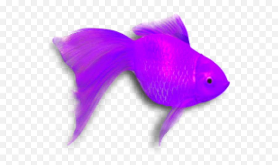 Goldfish Fish Tropicalfish Water Ocean Underthesea Purp - Coral Reef Fish Emoji,Tropical Fish Emoji