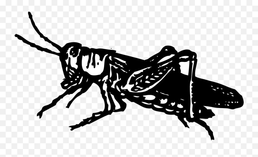 Grasshopper Png Svg Clip Art For Web - Grasshopper Clip Art Emoji,Grasshopper Emoji