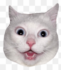 Cat Head Sticker Png Picture - White Cat Head Png Emoji,Cat Heart Emoji Meme