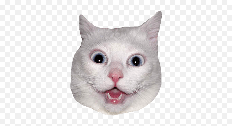 Cat Head Sticker Png Picture - White Cat Head Png Emoji,Cat Heart Emoji Meme