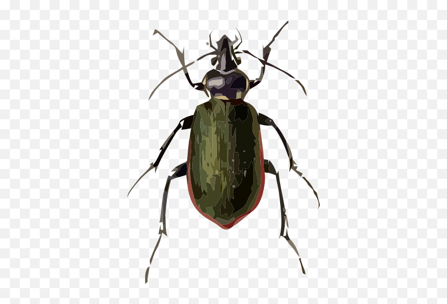 Calosoma Scrutator - Carabidae Calosoma Emoji,Praying Mantis Emoji