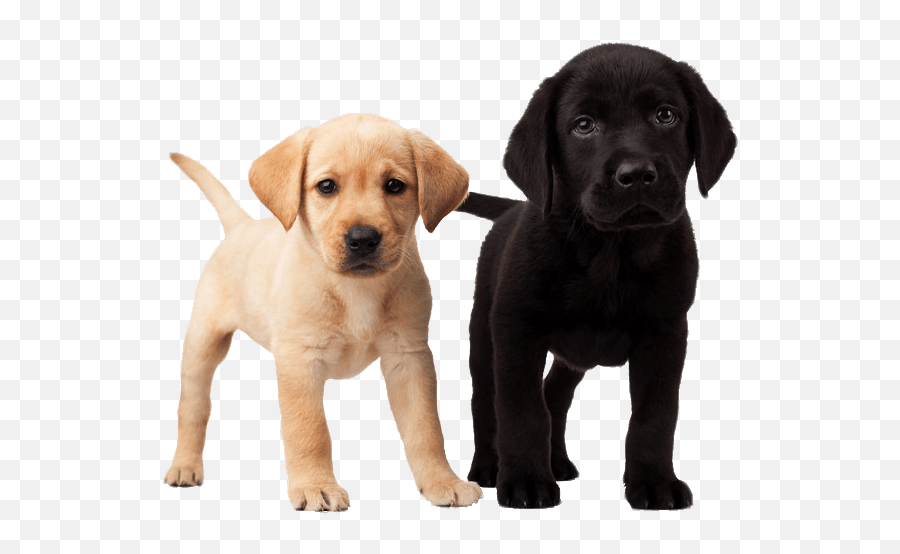 50 Dog Png Image Picture Download Dogs - Puppies Png Emoji,Dog Emoji Png