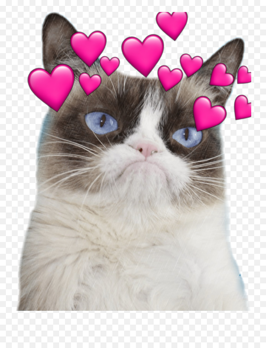 Grumpy Cat - Grumpy Cat Clipart Transparent Emoji,Grumpy Cat Emoji