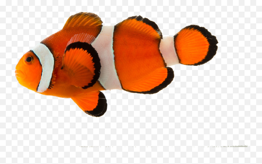 Download Clown Fish Png Background - Rybki Nemo Do Akwarium Sodkowodnego Emoji,Clown Fish Emoji