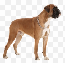 Boxer Puppy Clipart On Transparent - Boxer Dog Transparent Background Emoji,Boxer Dog Emoji