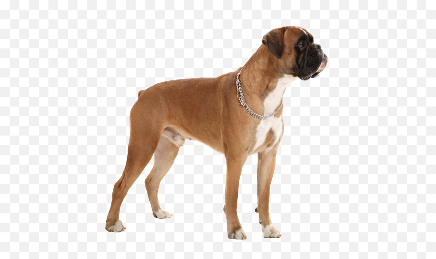Boxer Puppy Clipart On Transparent - Boxer Dog Transparent Background Emoji,Boxer Dog Emoji