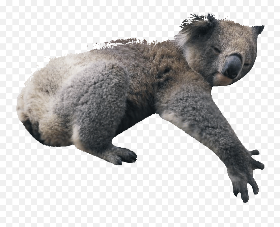 Transparent Koala Gif Picture - Koala Png Transparent Emoji,Koala Emoticons