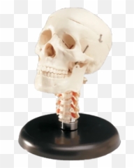 Bc All Page 30 - Skull Neck Vertebrae Emoji,Turtle Skull Emoji
