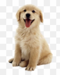 Golden Retriever Puppy Pet Clip Art - Transparent Golden Retriever Puppy Emoji,Golden Retriever Emoji