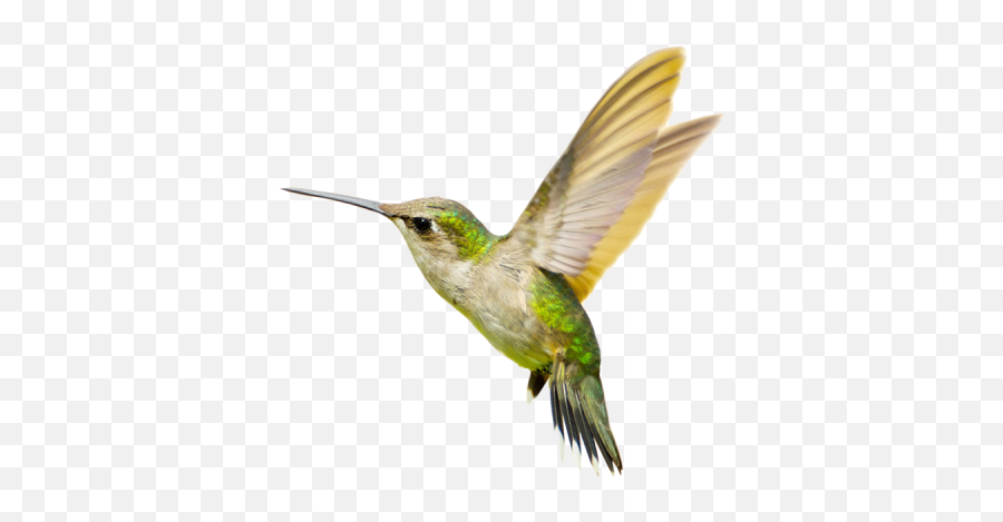 Free Png Images - Dlpngcom Hummingbirds Png Emoji,Hummingbird Emoji