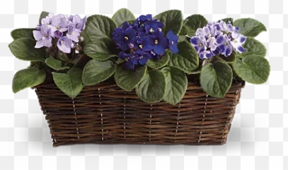 Find the Flower Symbol for your Astrology Sign Teleflora - African Violet Happy Birthday Emoji