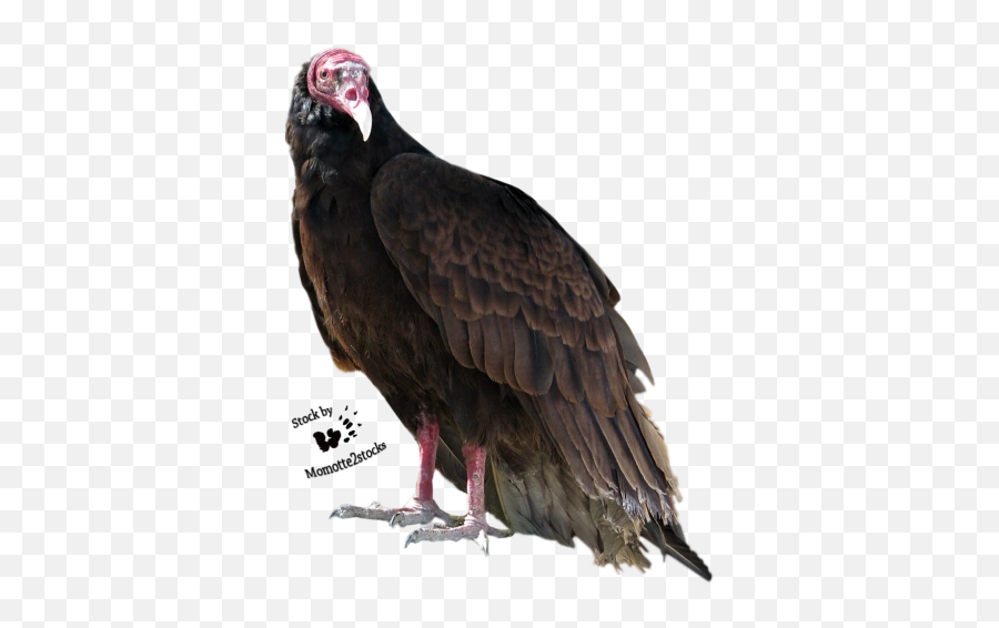 Free Png Images - Dlpngcom Turkey Vulture Png Emoji,Vulture Emoji