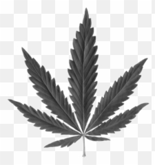 Weedleaf - Transparent Background Leaf Png Emoji