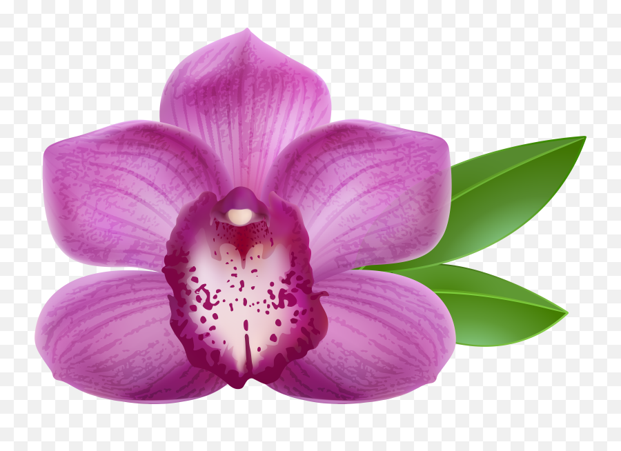 Transparent Png Clipart Free - Orchid Flower Png Emoji,Orchid Emoji