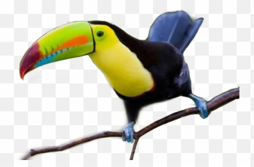 Toucan Bird Freetoedit - Toucan Emoji,Toucan Emoji
