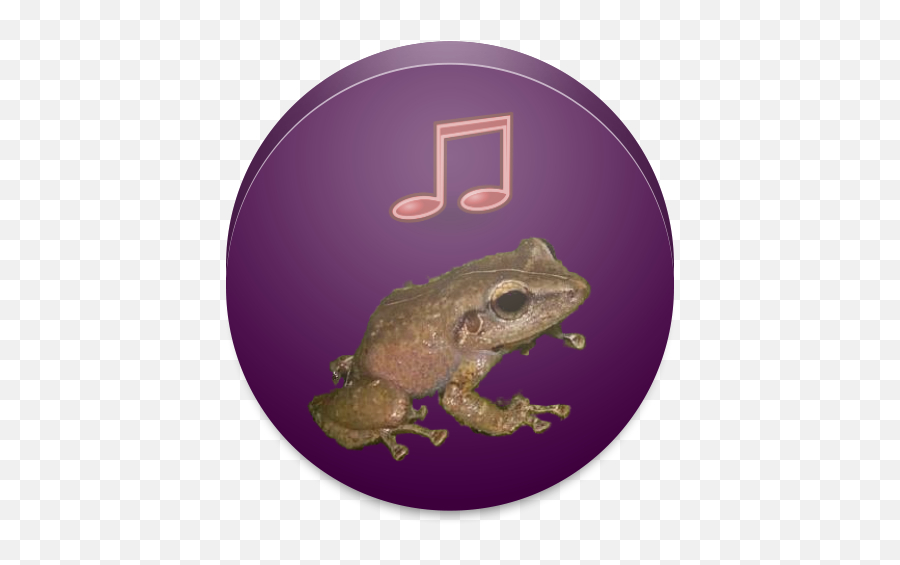 Coqui Ringtone Apk App - Coqui Frog Emoji,Spongebob Emoji Keyboard
