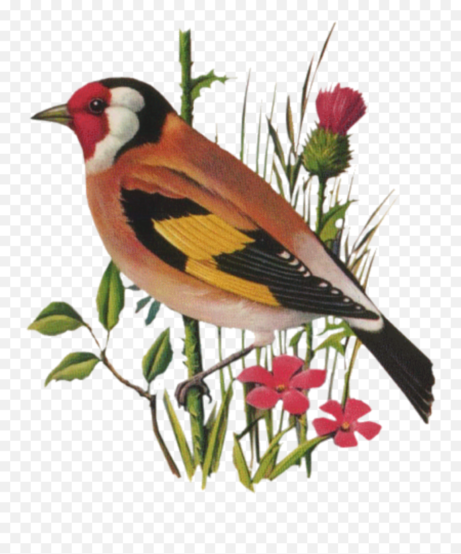 313 - Oiseaux Et Les Fleurs Emoji,Finch Emoji