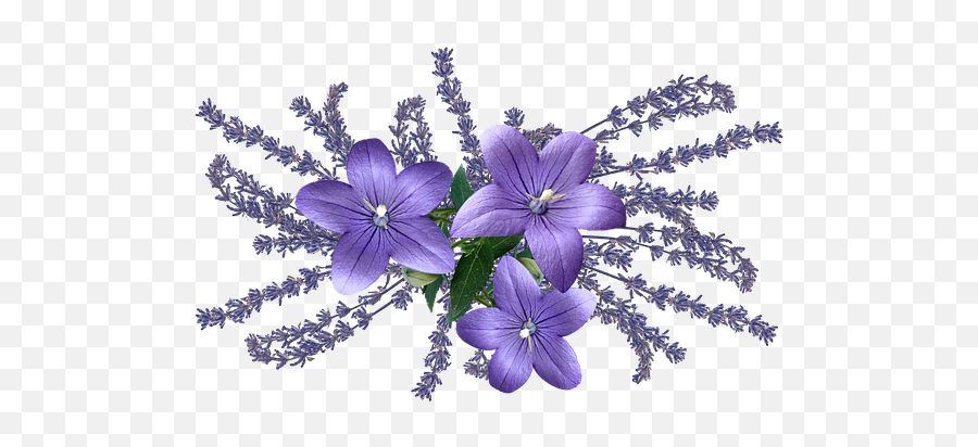 100 Free Lavender U0026 Purple Illustrations - Pixabay Lavender Emoji,Purple Flower Emoji
