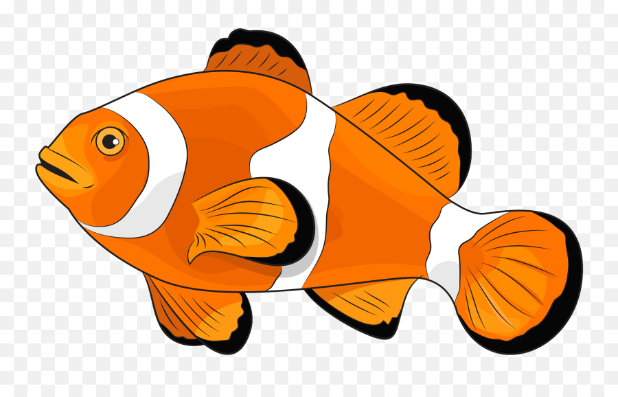 Amphiprion Ocellaris Clipart - Dibujos De Peces Payaso Emoji,Clown Fish Emoji