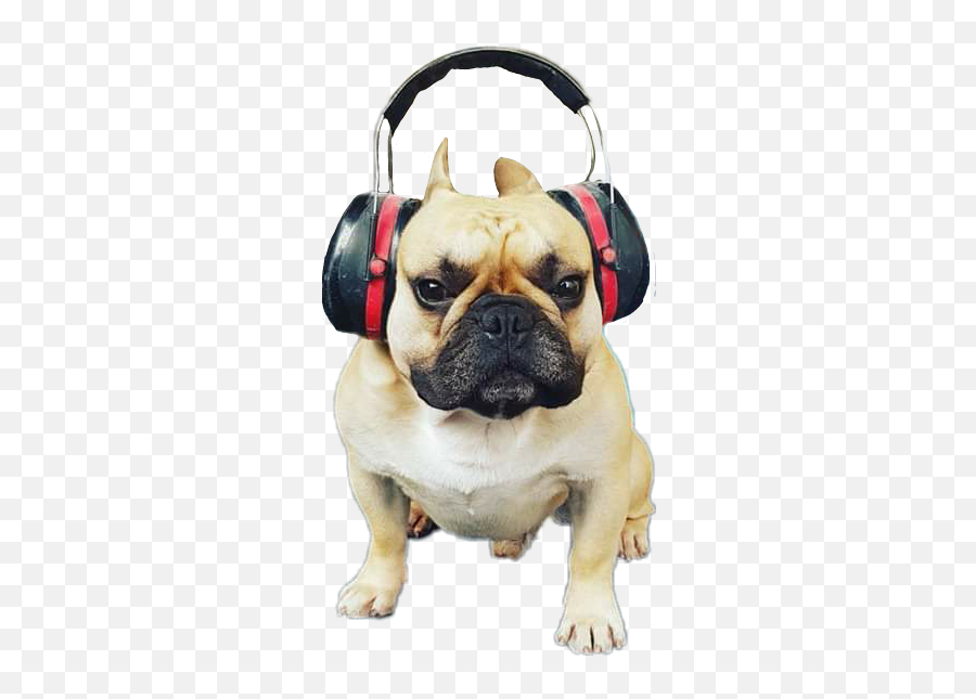Bulldog Bulldogfrances Dog Headphone - French Bulldog Emoji,Bulldog Emoji