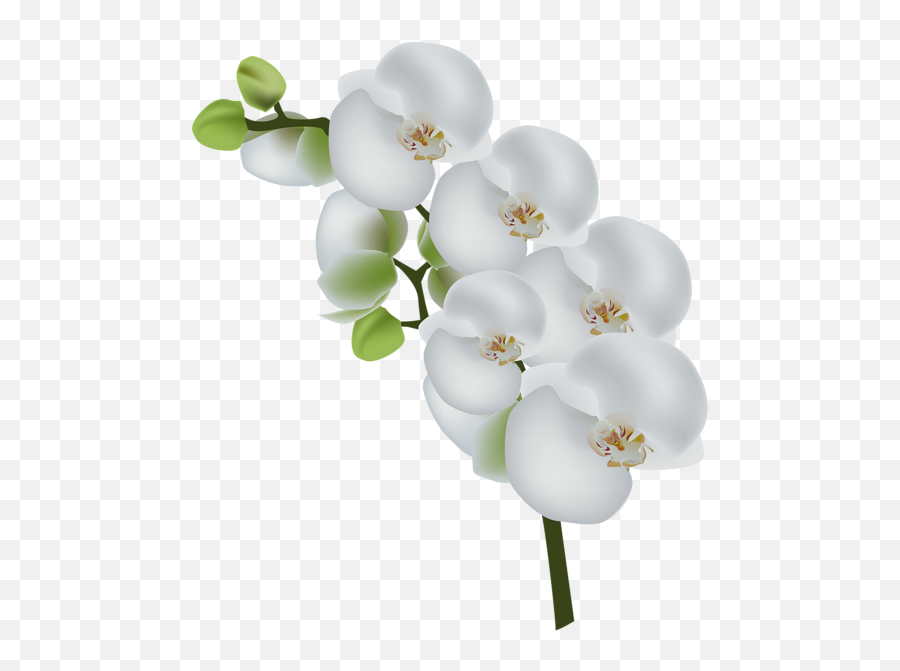 Orchid Clipart Cartoon Orchid Cartoon - Orchid White Flower Png Emoji,Orchid Emoji
