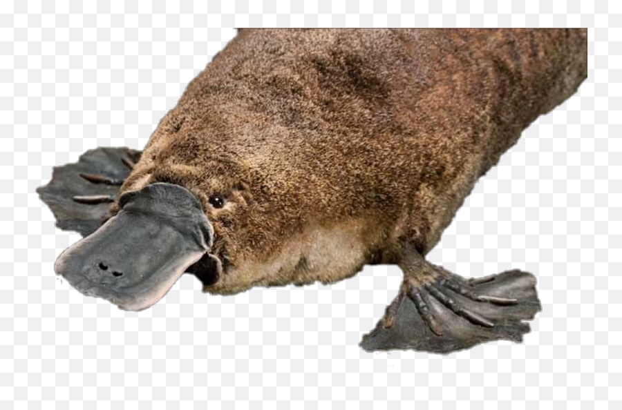 Popular And Trending Emoji,Platypus Emoji