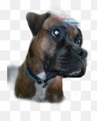 Dog Balzac Boxer Boxerdog - Boxer Emoji,Boxer Dog Emoji