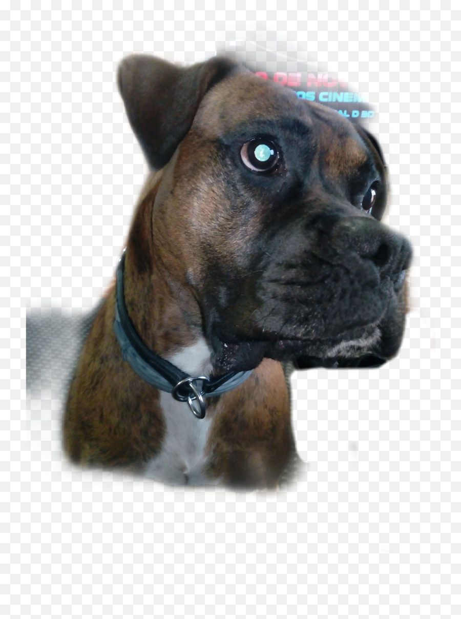 Dog Balzac Boxer Boxerdog - Boxer Emoji,Boxer Dog Emoji
