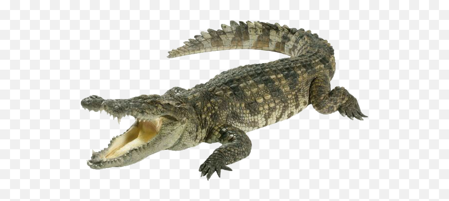 Popular And Trending Alligator Stickers - Krokodil Photoshop Emoji,Alligator Emoji