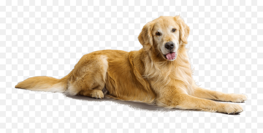 Clipart Puppy Golden Retriever Clipart - Golden Retriever Transparent Background Emoji,Golden Retriever Emoji