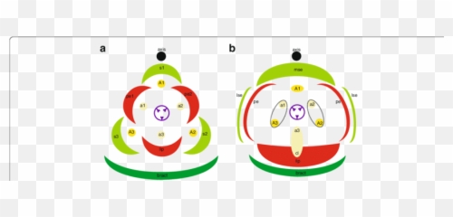 Floral diagrams A typical monocot flower b resupinate - Dot Emoji