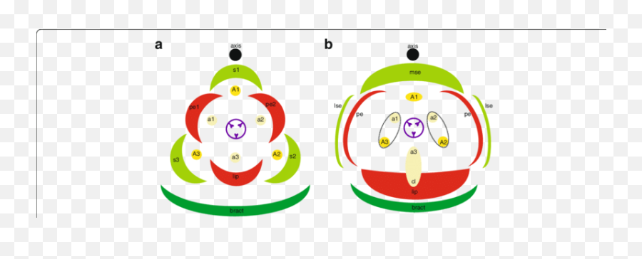 Floral Diagrams A A Typical Monocot Flower B A Resupinate - Dot Emoji,Flower Emoticon Text
