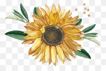 Download Premium Png Of Blooming Sunflower Design Element Transparent Png - 2 Sunflowers Vintage Emoji,White Flower Emoji