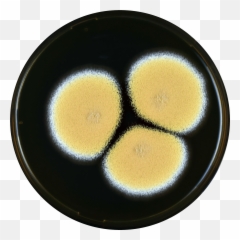Aspergillus Sesamicola Meaox - Fried Egg Emoji,Food Emoticon