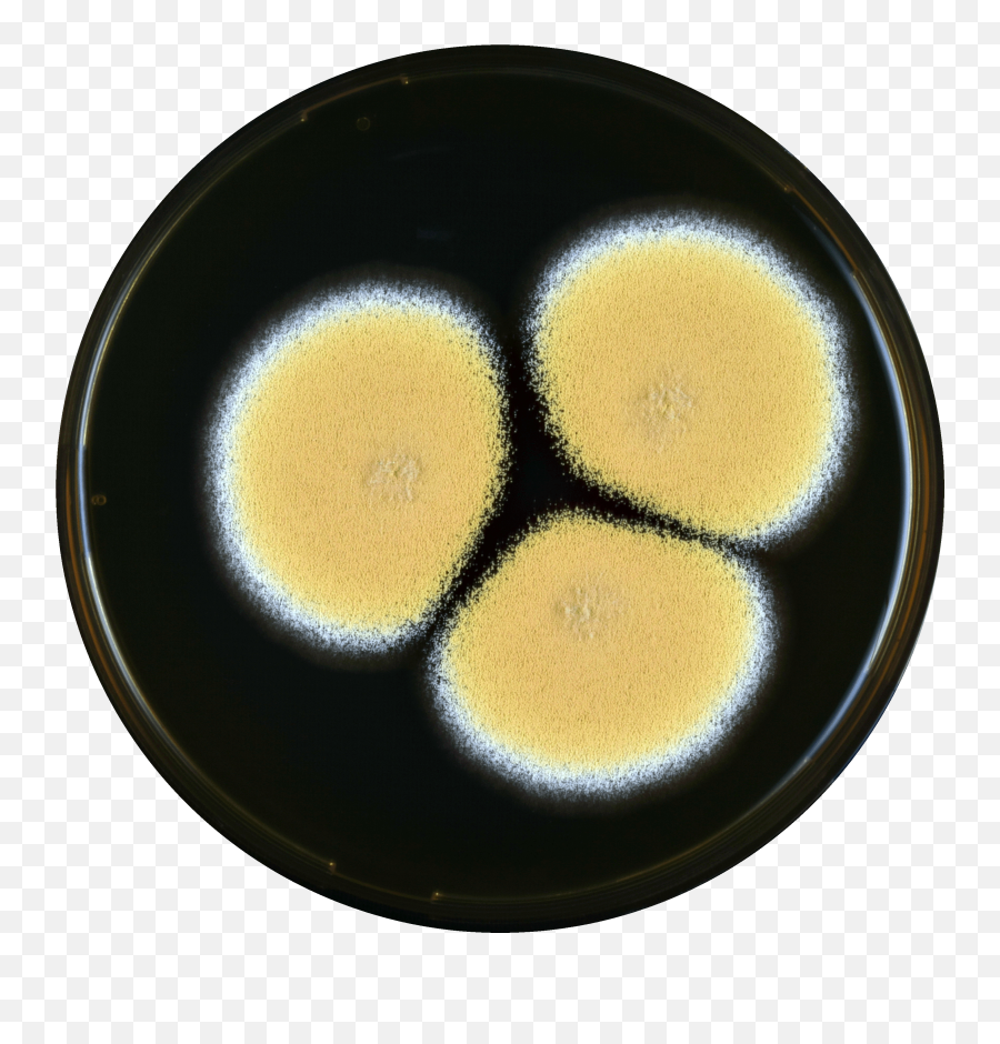 Aspergillus Sesamicola Meaox - Fried Egg Emoji,Food Emoticon