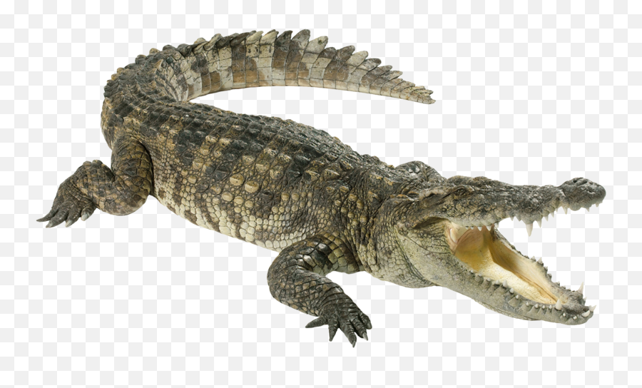 Vector Alligator Buaya Transparent Png Clipart Free - Animals Which Can Swim Emoji,Alligator Emoji