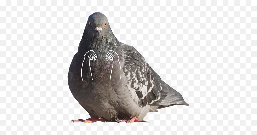 Pigeon With Hands Stickers For Whatsapp - Pigeon Hands Sticker Emoji,Pigeon Emoji