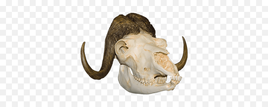 Search Results For Skulls And Skeletons Png Hereu0027s A Great - Muskox Skull Emoji,Skull Water Skull Emoji