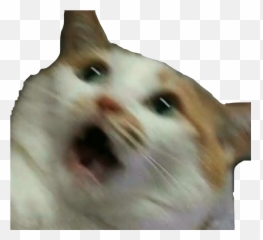 Cat Spooked Idk - Scared Meme Emoji