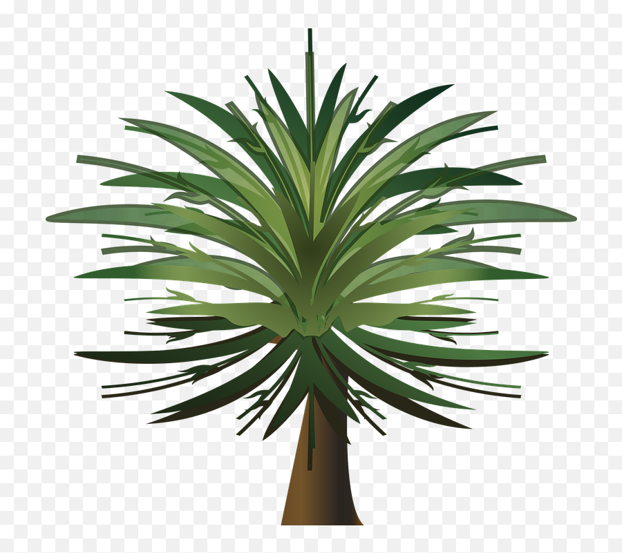 Palm Tree Wood Paper - Tree Emoji,Palm Tree Book Emoji