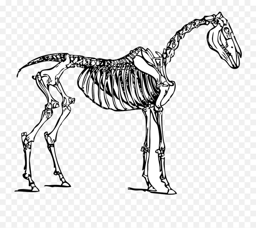 Horse Anatomy Skeleton - Horse Skeleton Clipart Emoji,Horse Arm Emoji