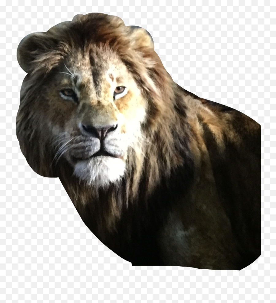 Sneaky Lion Freetoedit - Masai Lion Emoji,Sneaky Face Emoji