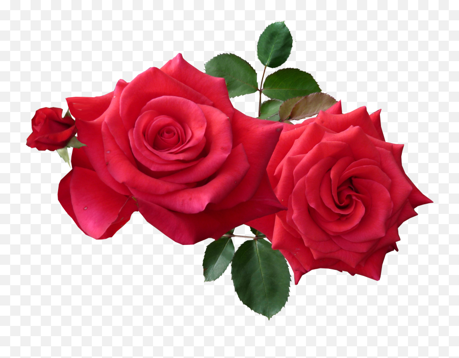 Download Free Png Red Roses Png Image - Purepng Free Good Morning With Good Friday Emoji,Red Rose Emoji
